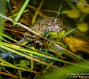 01/03/2016 - Pubblicazione del sito web di LIFE WetFlyAmphibia