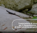 Traslocazione di Salamandrina di Savi un VIDEO sulla Buona Pratica selezionata da LIFE GoProFor