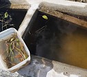 22/08/2018 Trasferimento di piante acquatiche