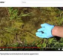 03/07/2018 Look at the Yellowbewlly toad restocking video