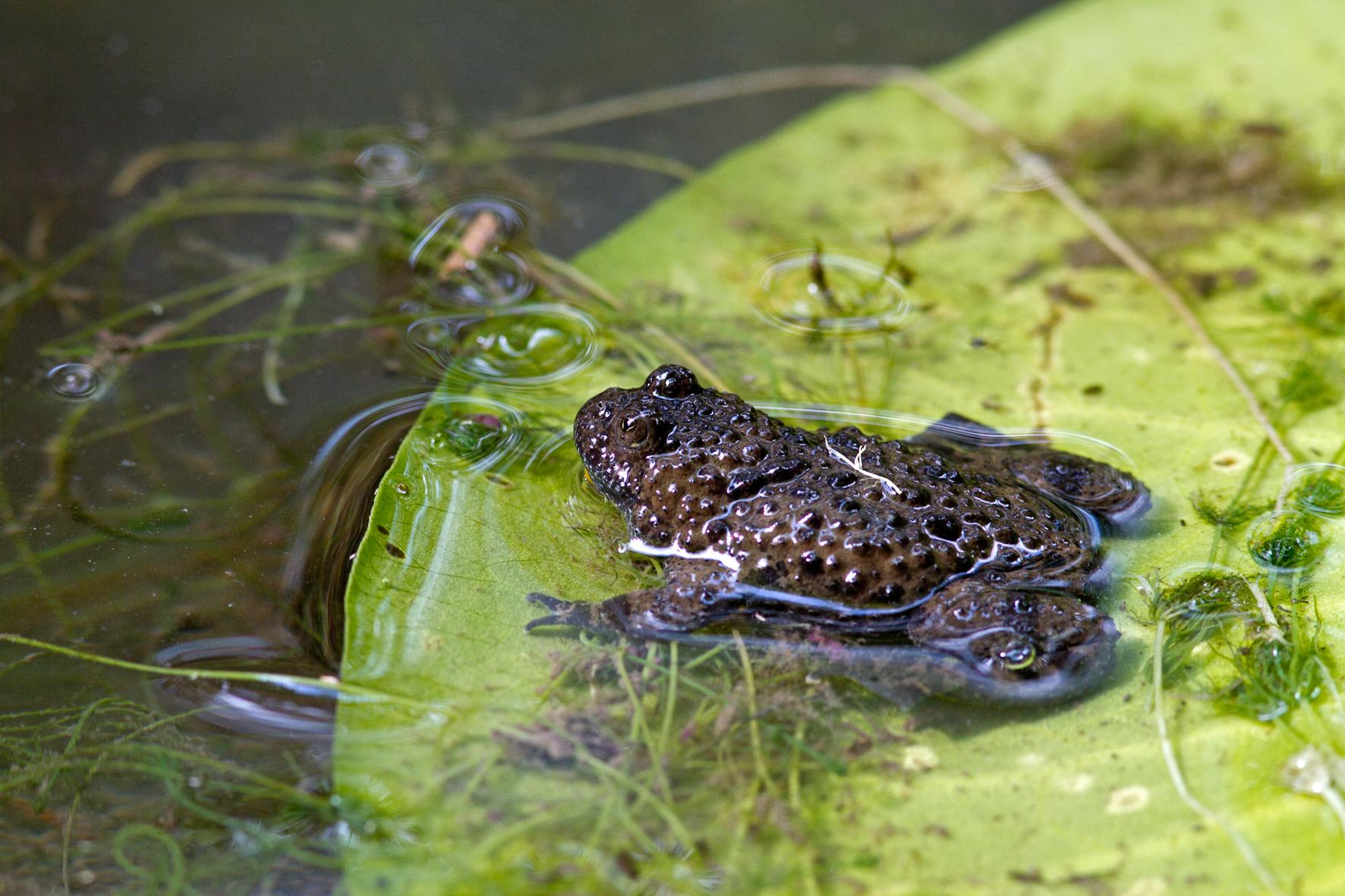 Bombina pachypus. Foto Roberto Sauli