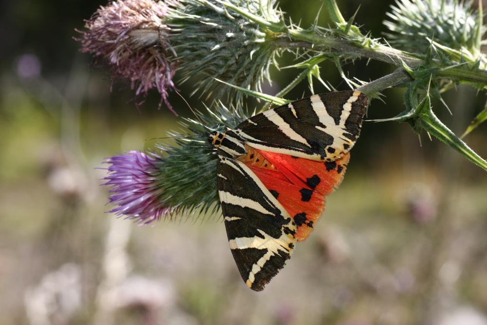 Euplagia quadripunctaria