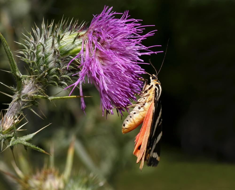 Euplagia quadripunctaria2