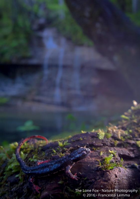 Salamandrina perspicillata 4. Foto Francesco Lemma