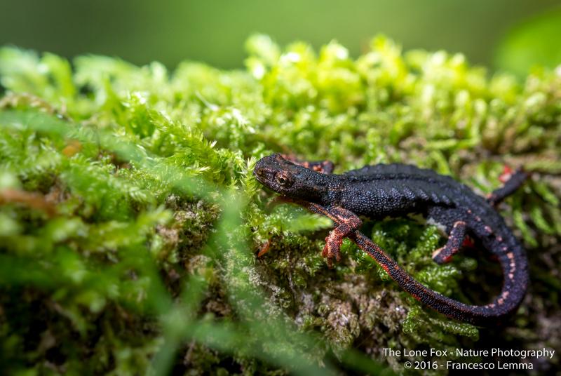 Salamandrina perspicillata 5. Foto Francesco Lemma