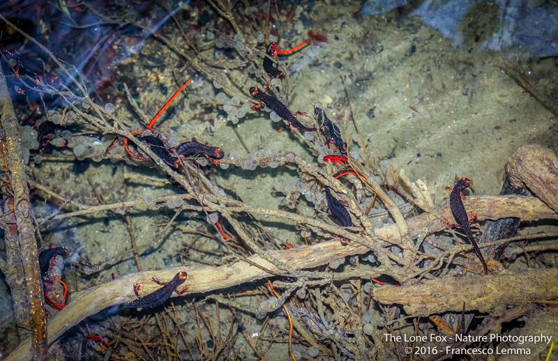Salamandrina perspicillata 7. Foto Francesco Lemma