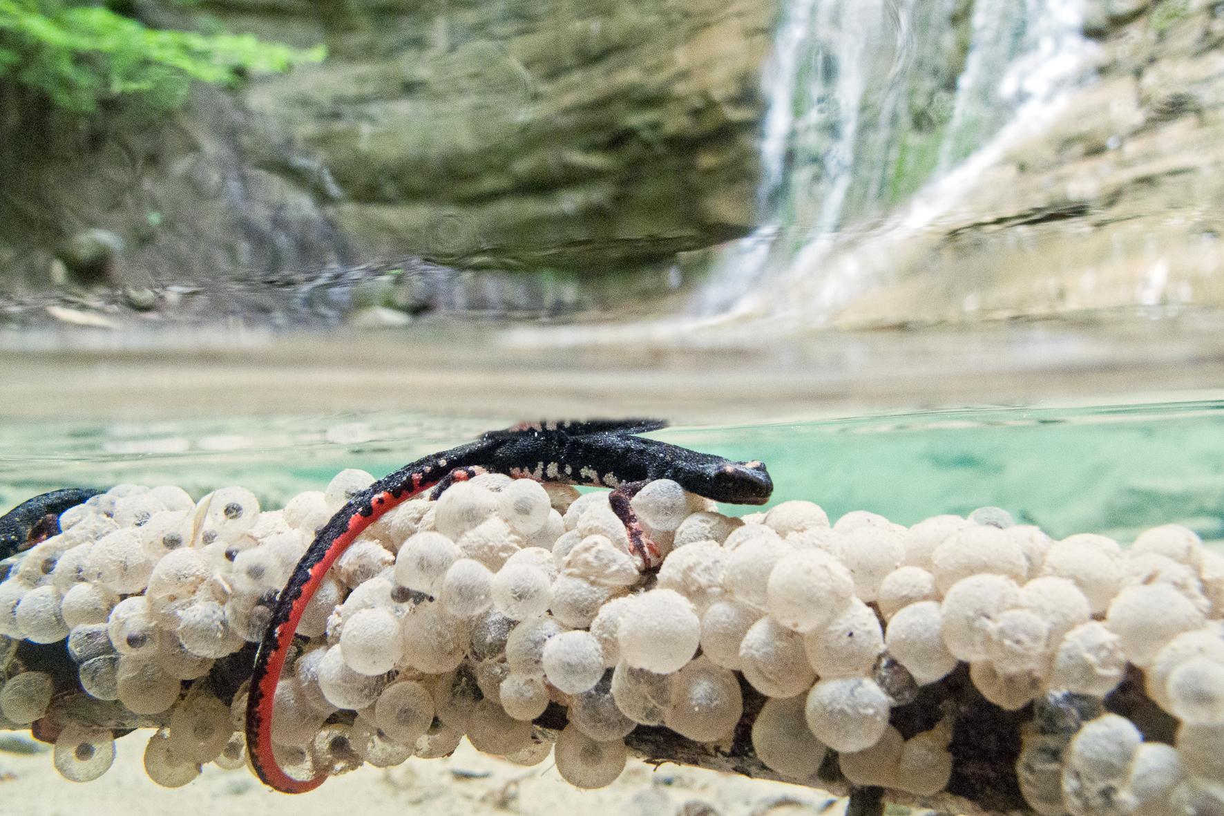 Salamandrina perspicillata. Foto Roberto Sauli