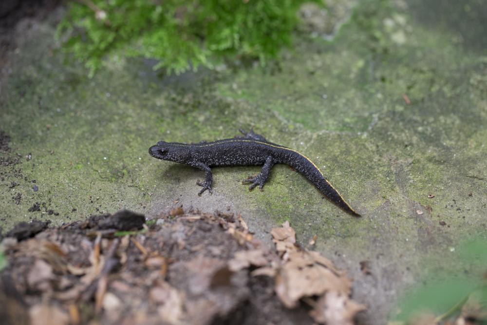 Triturus carnifex. Foto Giovanni Cappelli